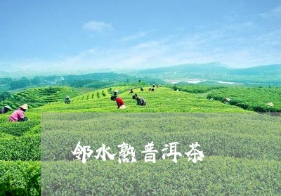 邻水熟普洱茶/2023042732210