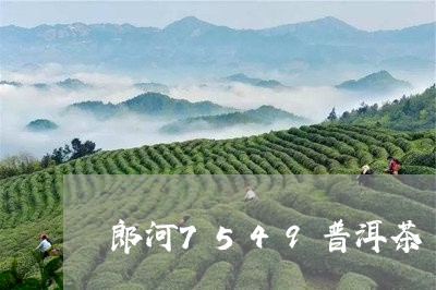 郎河7549普洱茶/2023071123796