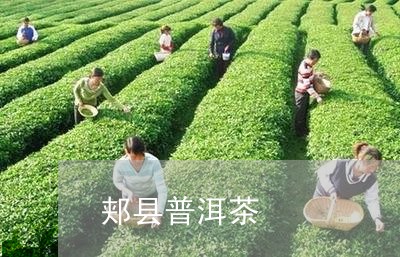 郏县普洱茶/2023090571604