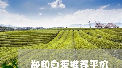 郑和白茶推荐平价/2023071357470