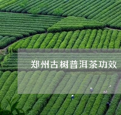 郑州古树普洱茶功效/2023110819371