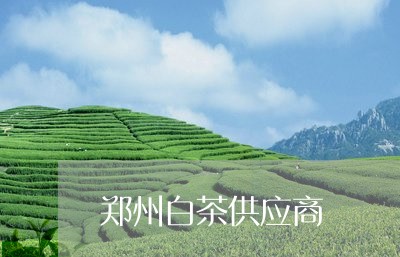 郑州白茶供应商/2023061174836