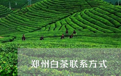 郑州白茶联系方式/2023071305950