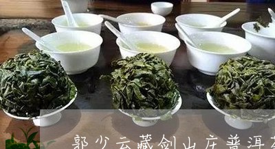 郭少云藏剑山庄普洱茶/2023092759503