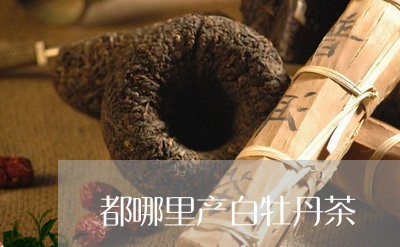 都哪里产白牡丹茶/2023090688280