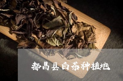 都昌县白茶种植地/2023071171735