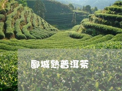 郾城熟普洱茶/2023042861274