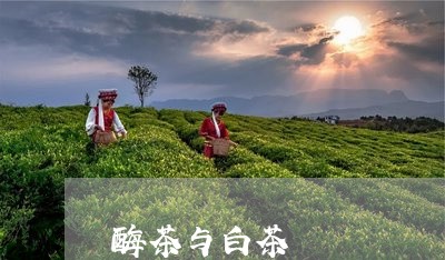 酶茶与白茶/2023051122504