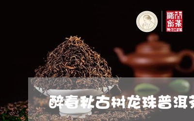 醉春秋古树龙珠普洱茶/2023062204916