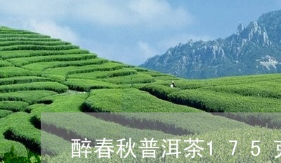 醉春秋普洱茶175克价格/2023102571491