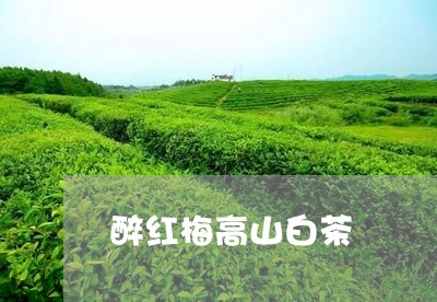 醉红梅高山白茶/2023061067372