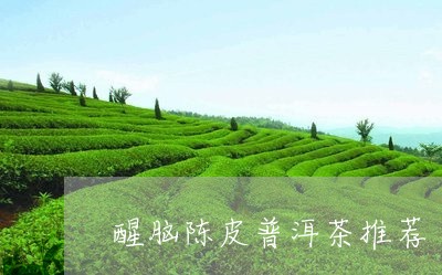 醒脑陈皮普洱茶推荐/2023120572814