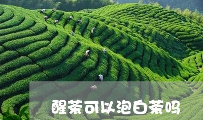 醒茶可以泡白茶吗/2023071136261