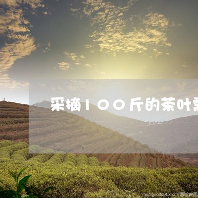 采摘100斤的茶叶需要多久/2023052639483