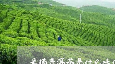 采摘普洱茶是什么味道/2023062278481