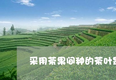 采用茶果间种的茶叶是什么/2023051251506