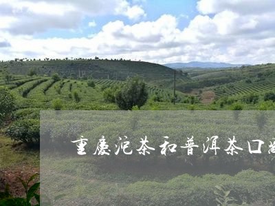 重庆沱茶和普洱茶口感对比/2023082720583