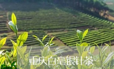 重庆白毫银针茶/2023061004837