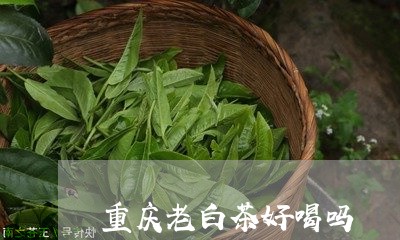 重庆老白茶好喝吗/2023071171604