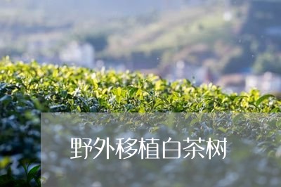 野外移植白茶树/2023061120946