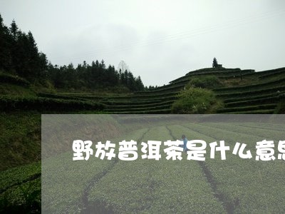 野放普洱茶是什么意思/2023062258392