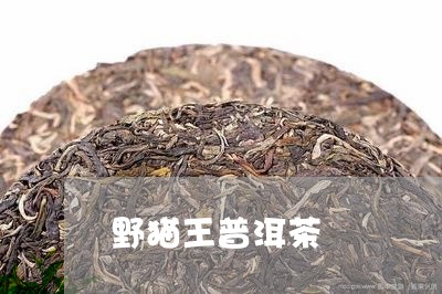 野猫王普洱茶/2023081897158