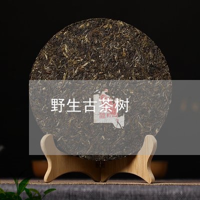 野生古茶树/2023090214270