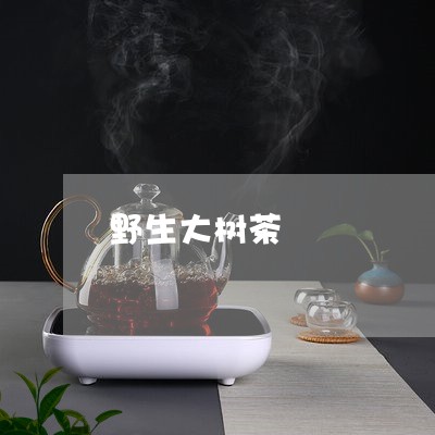 野生大树茶/2023090279683