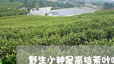 野生小种是高档茶叶吗/2023092339461