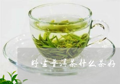 野生普洱茶什么茶好/2023091439604