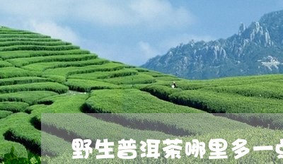 野生普洱茶哪里多一点好喝/2023121842704