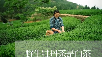 野生牡丹茶是白茶/2023071187249