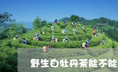 野生白牡丹茶能不能喝/2023120937362