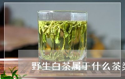 野生白茶属于什么茶类别的茶/2023111457383