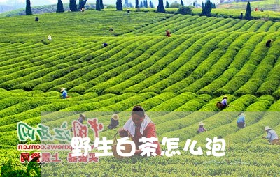 野生白茶怎么泡/2023061175835