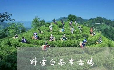 野生白茶有毒吗/2023061175238