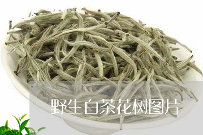 野生白茶花树图片/2023071258591