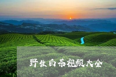 野生白茶视频大全/2023071285836