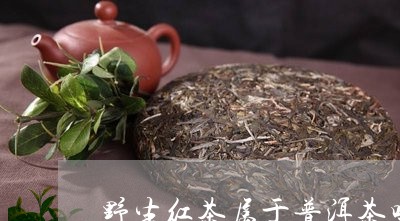 野生红茶属于普洱茶吗/2023080142725