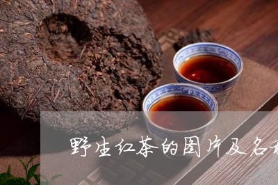 野生红茶的图片及名称/2023060849782