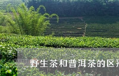 野生茶和普洱茶的区别/2023080382614