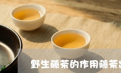 野生藤茶的作用藤茶出产地/2023051157393