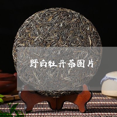 野白牡丹茶图片/2023061156503