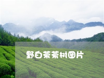 野白茶茶树图片/2023061170803