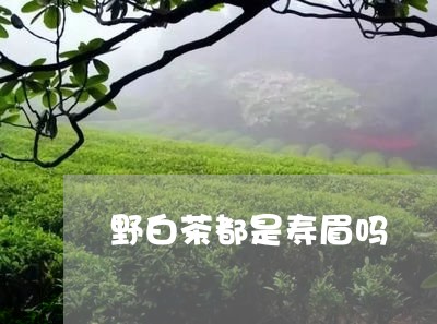 野白茶都是寿眉吗/2023090899160