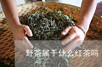 野茶属于什么红茶吗/2023042069271