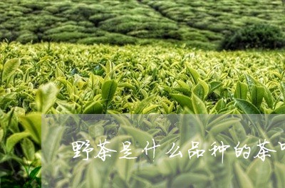 野茶是什么品种的茶叶/2023092350561