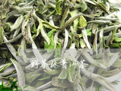 野茶林普洱茶/2023042817777