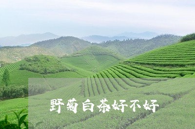 野菊白茶好不好/2023061199391