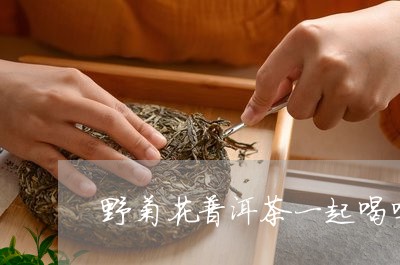 野菊花普洱茶一起喝吗/2023092550704